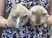 Baby guinea pigs ready now