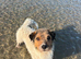 Sad rehome jack russell girl