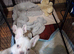 2 male french bulldog