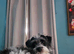 Beautiful jackapoo puppy