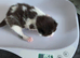 Mixed breed kittens