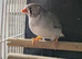 Light back pied hen