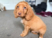 Cocker spaniel pups READY NOW