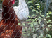 4 laying hens