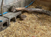 Japanese coturnix quail 12 weeks old