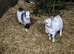 Last wether goat.