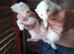 Albino ferrets for sale