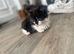Mixed kittens