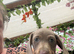 Miniature Dachshund puppies READY NOW