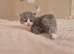 Stunning pedigree British short/longhair kittens