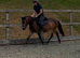 PONY CLUB/COMPETITION PONY