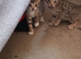 Bengal x