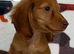 Stunning KC Registered Girl ready Now