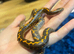 2 Sand boas for sale