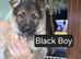 German Shepherd puppies