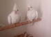 Pair of  albino white cockatiels