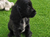 Cocker spaniel puppies