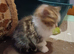 3 kittens
