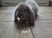 Beautiful bunnies