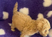 Beautiful tiny cockapoo girl