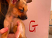 Jack Russell cross Pomeranian