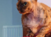 Beautiful girl Devon Rex