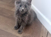 Maine coons