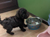 For sale Toy poodle puppies