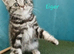 Bsh. Silver Classic Tabby. Ready on the end of June to new homes.