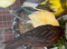 Red and black Canary hen female