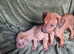 RHODESIAN RIDGEBACKS PUPPIES