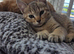 Pixie bob mixed kittens ready now
