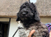 Merle miniature Poodles special colours