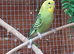 Baby budgies