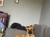 Final Belgian Malinois cross pup