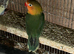 Breeding pair of budgies