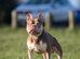 Rojo and tan French bulldog