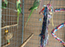 Breeding pair alexandrian