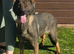 Beautiful sable german shepherd female