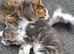 3 beautuful boys for sale