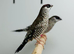 Cherry finches