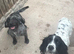 Sprocker puppies