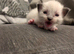 Pedigree Ragdoll mix litter ready 13 October