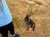 KC German shepherd bitch pup left