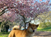 Shiba inu