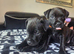 Beautiful Patterdale Puppies