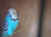 Breading pair.budgies
