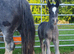 Violet Heavy, Smoky Black Filly Foal Cob to make 14.2hh