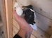 Young german owls