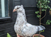 Young fancy pigeon available!